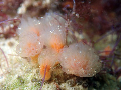 Morchellium argus