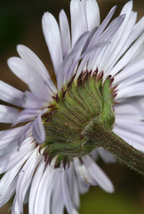 Erigeron glabellus