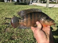 Mayaheros urophthalmus