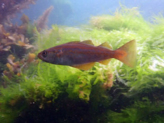 Pollachius pollachius