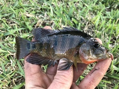 Mayaheros urophthalmus