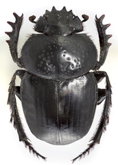 Scarabaeus semipunctatus