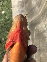 Mayaheros urophthalmus