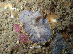 Prostheceraeus moseleyi