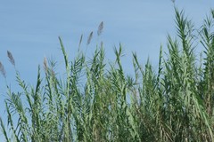 Arundo donax