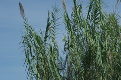 Arundo donax