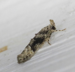 Coleotechnites atrupictella