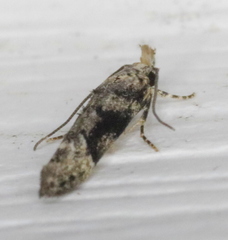 Coleotechnites atrupictella