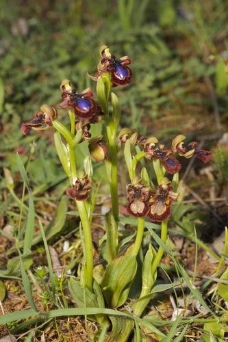 Mirror orchid