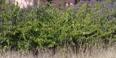Pereskia aculeata