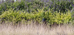 Pereskia aculeata