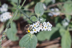 Anthophora bimaculata