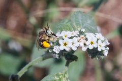Anthophora bimaculata