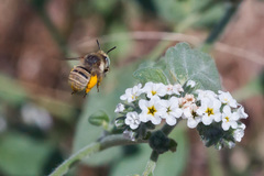 Anthophora bimaculata