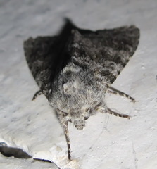 Polymixis rufocincta