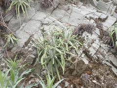 Dudleya densiflora