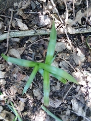 Pseudoprospero firmifolium natalensis