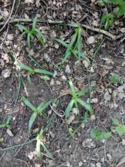 Pseudoprospero firmifolium natalensis