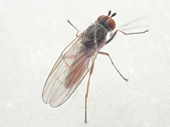Heteromyza rotundicornis