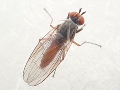 Heteromyza rotundicornis