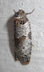 Pseudeulia asinana