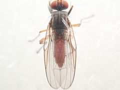 Heteromyza rotundicornis
