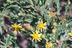 Apis mellifera iberiensis