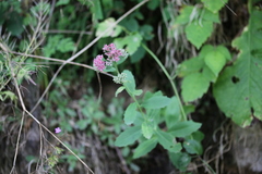 Hylotelephium telephium fabaria