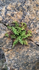 Asplenium obovatum
