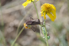 Anoplocnemis curvipes