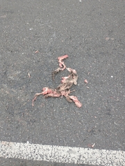 Lycalopex gymnocercus