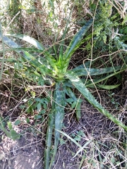 Aloe pruinosa