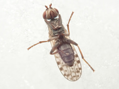 Pherbellia schoenherri