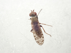 Pherbellia schoenherri