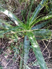 Aloe pruinosa