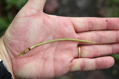 Liebigia horsfieldii