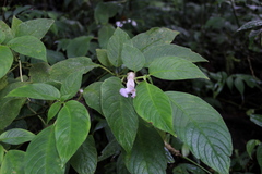 Liebigia horsfieldii