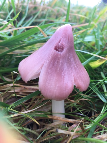 Porpolomopsis calyptriformis — (c) spoonbilling, some rights reserved (CC BY)