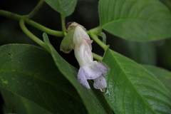 Liebigia horsfieldii