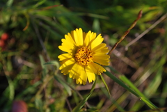 Layia gaillardioides