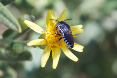 Coelioxys