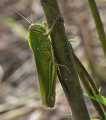 Chondracris