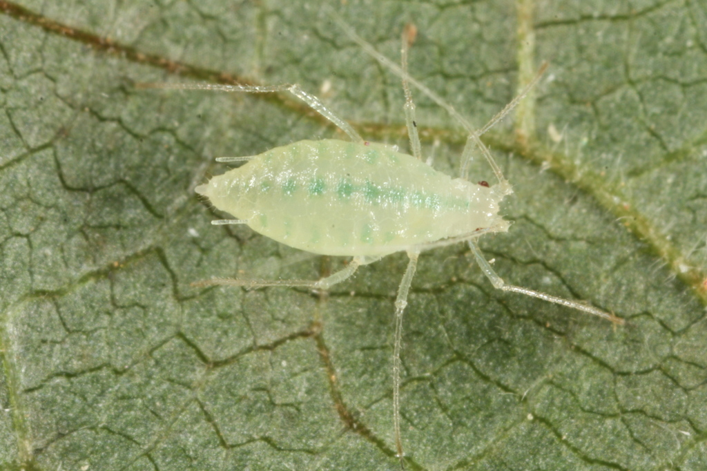 European Blackcurrant Aphid