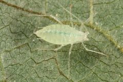 Cryptomyzus galeopsidis