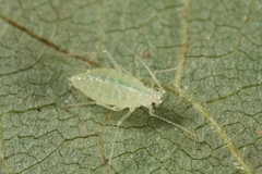 Cryptomyzus galeopsidis