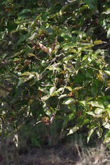 Searsia chirindensis