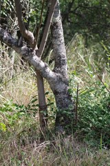 Searsia chirindensis