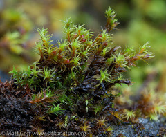 Schistidium apocarpum