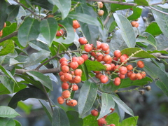 Bunchosia lanceolata