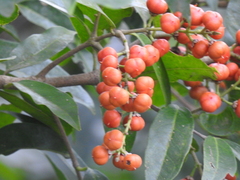 Bunchosia lanceolata